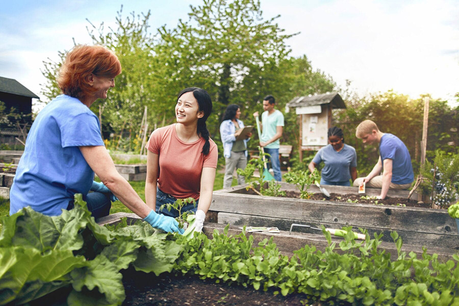 Several students in a garden together, planting lettuce and herbs (900x600).